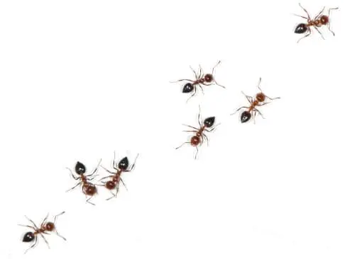 ant control northbay