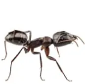 ant exterminator northbay