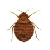 bed bug control northbay