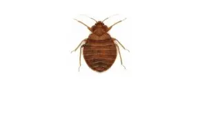 bed bug exterminator northbay