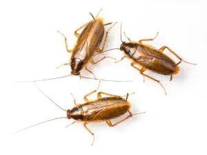 cockroach control northbay
