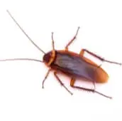 cockroach exterminator northbay