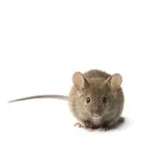 mouse control northbay