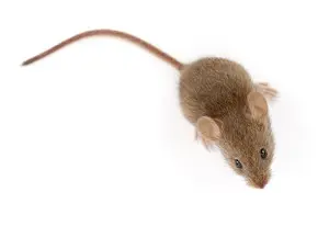 mouse exterminator northbay