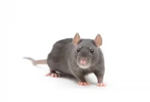 rat exterminator northbay