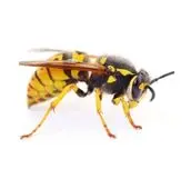 wasp control northbay