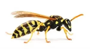 wasp removal northbay